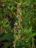 Aconogonon tripterocarpum