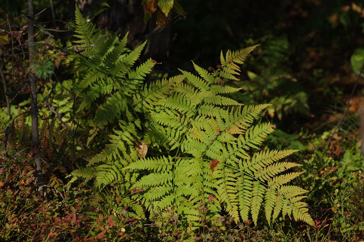 Image of Pteridium pinetorum specimen.