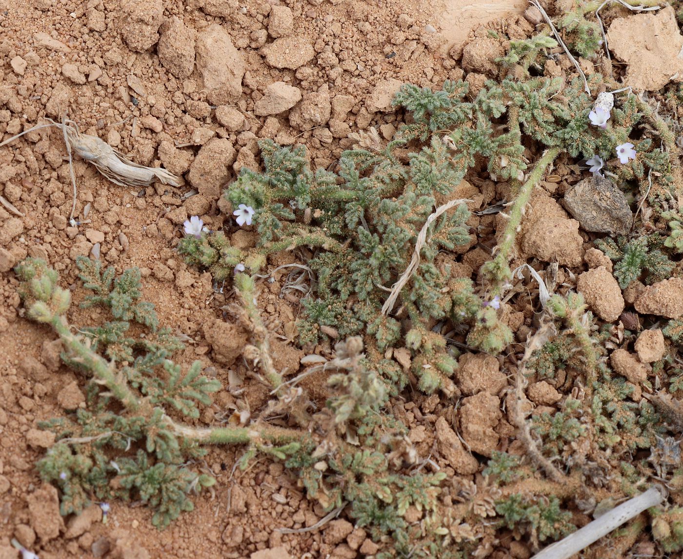 Image of Verbena supina specimen.