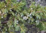 Juniperus hemisphaerica