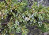 Juniperus hemisphaerica. Часть ветви с незрелыми шишкоягодами. Кабардино-Балкария, Эльбрусский р-н, долина р. Ирик, ок. 2300 м н.у.м., каменистое место. 28.07.2017.