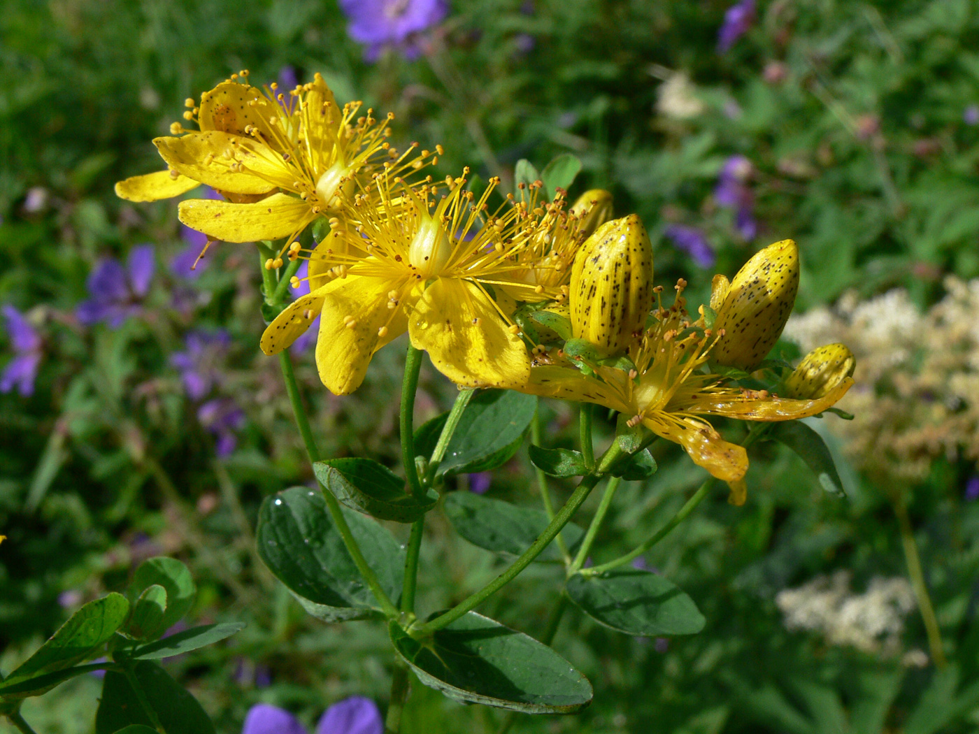 Image of Hypericum maculatum specimen.