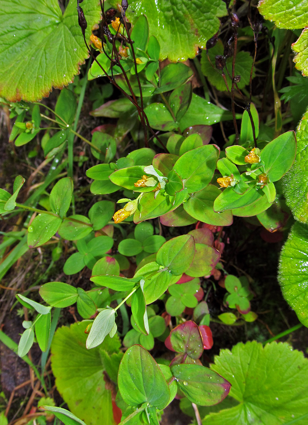 Image of Hypericum kamtschaticum specimen.