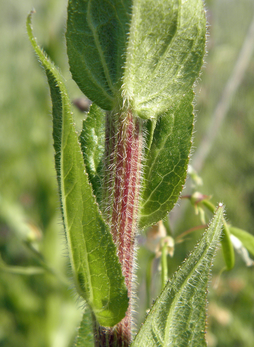 Image of Campanula macrostachya specimen.