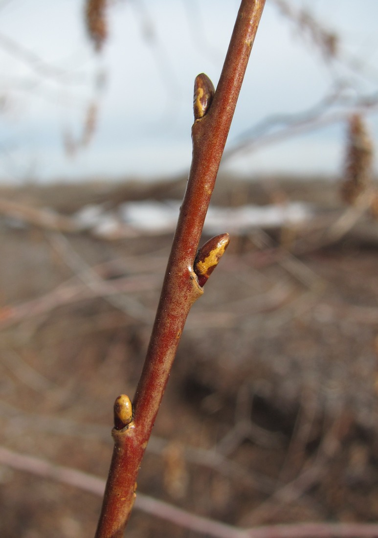 Image of Salix pentandra specimen.