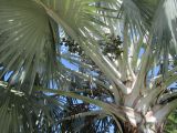 Bismarckia nobilis