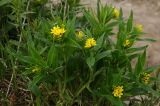 Ulugbekia tschimganica