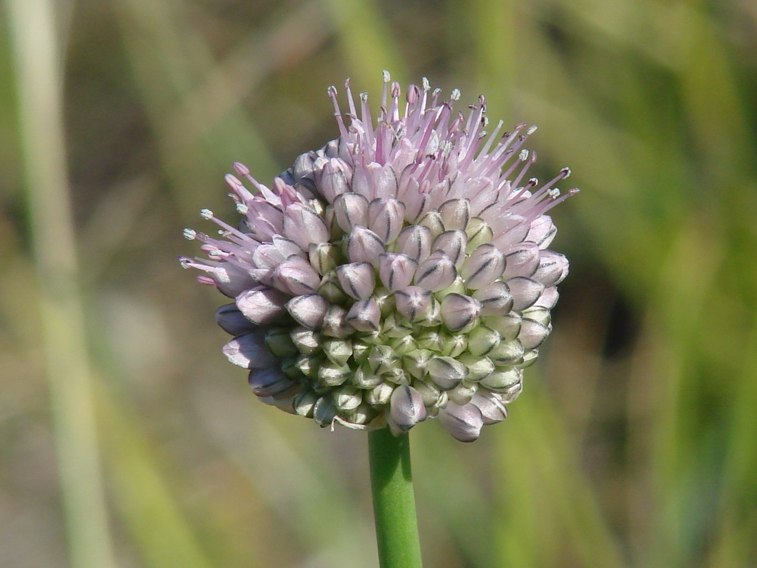 Image of Allium splendens specimen.