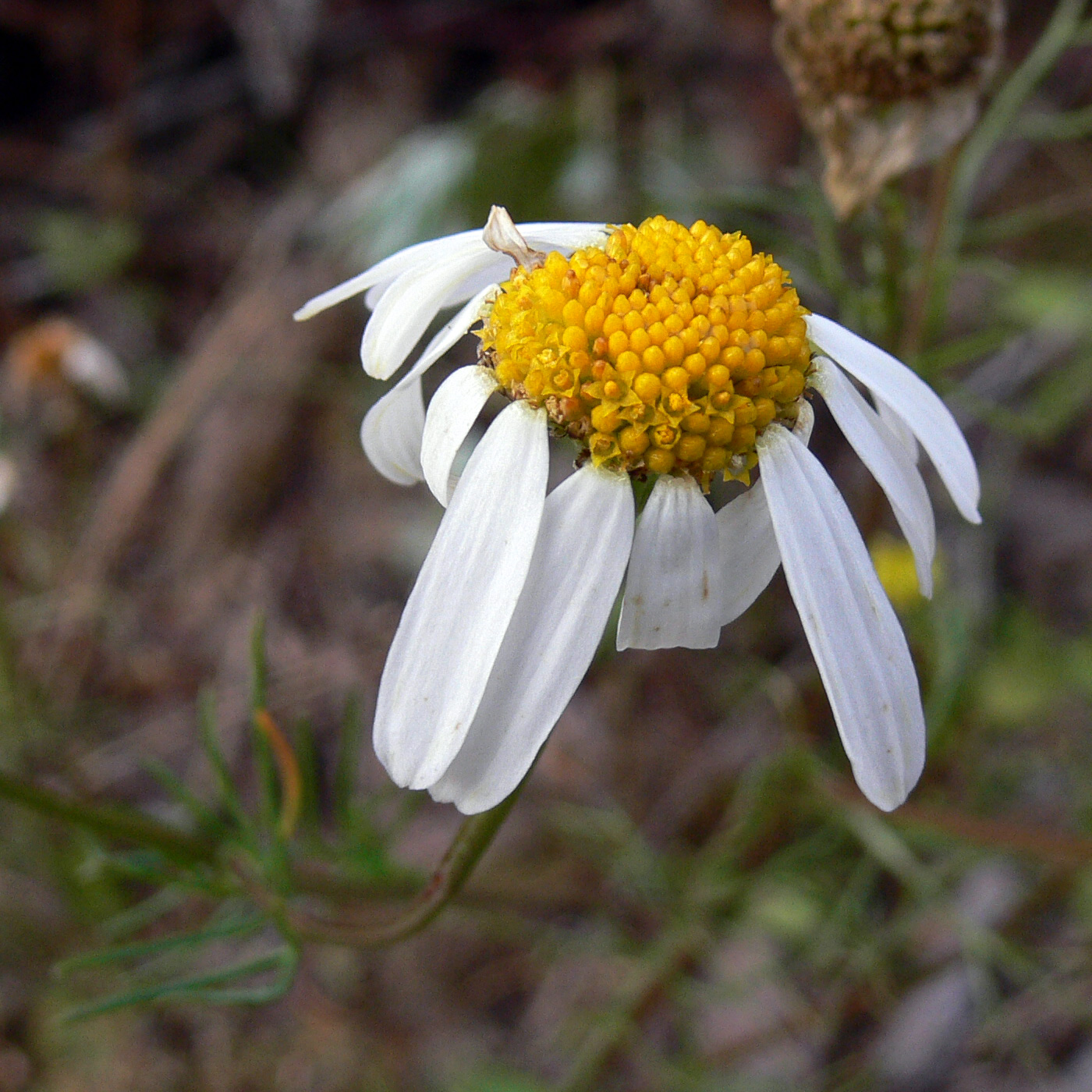 Изображение особи Tripleurospermum inodorum.