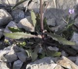 Picris pauciflora