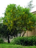 Laburnum alpinum