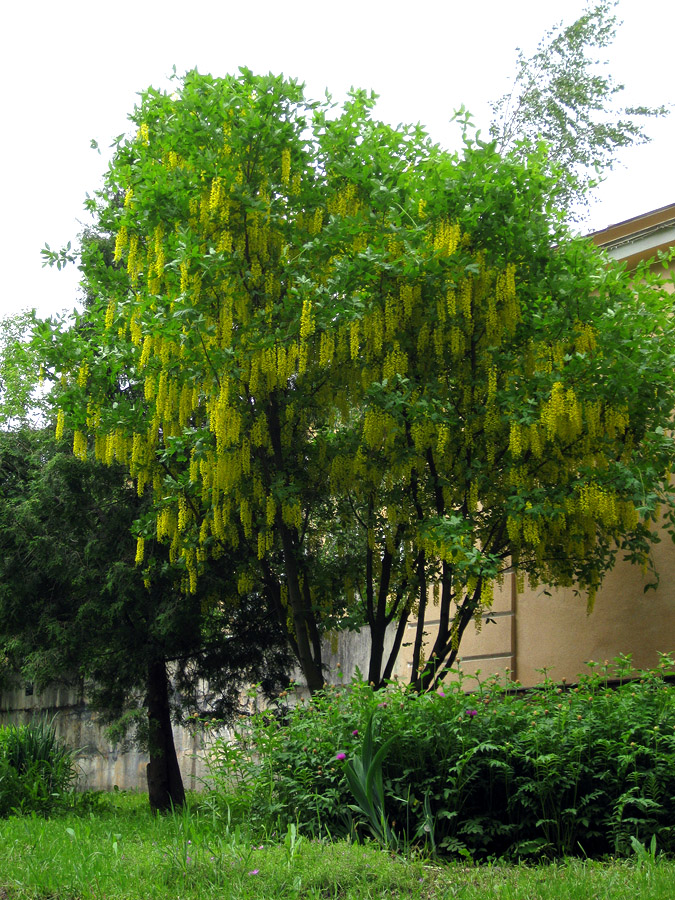 Image of Laburnum alpinum specimen.