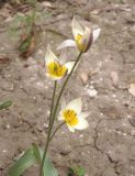 Tulipa bifloriformis. Соцветие. Украина, г. Запорожье, клумба. 17.04.2018.