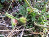 Papaver pulvinatum. Бутон и прикорневые листья. Красноярский край, западное побережье п-ова Таймыр, мыс Ефремов камень, каменистая тундра. 22.07.2017.