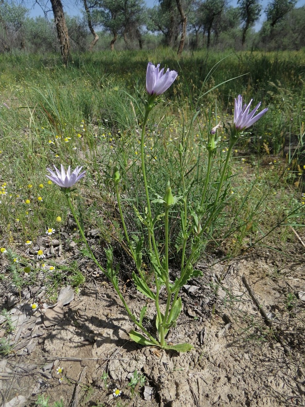 Изображение особи Epilasia mirabilis.