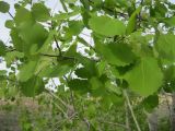 Populus tremula