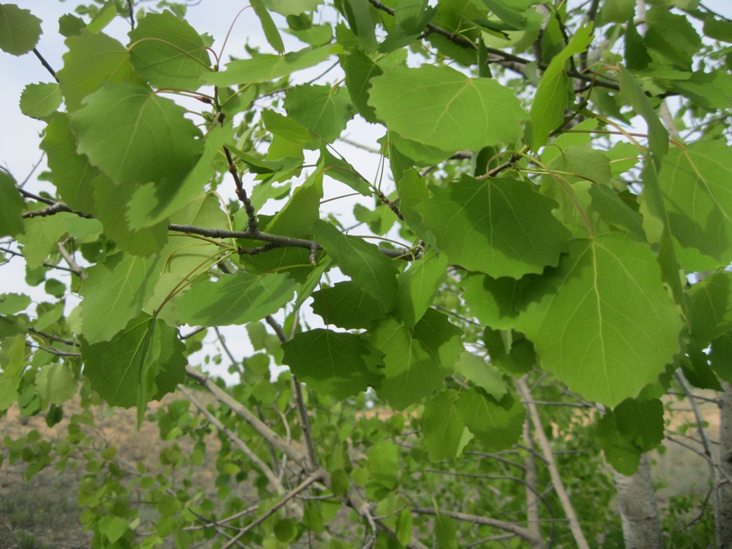 Изображение особи Populus tremula.