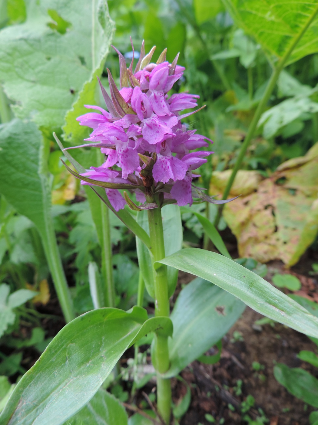 Image of Dactylorhiza euxina specimen.