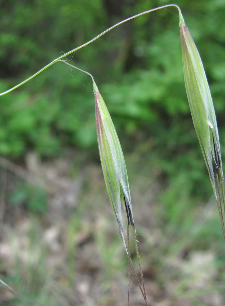 Image of Avena barbata specimen.