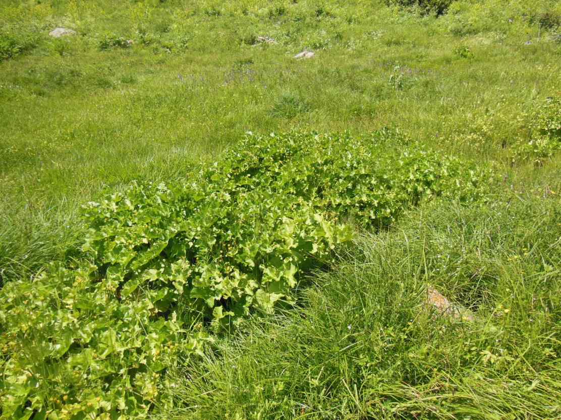 Image of Caltha polypetala specimen.