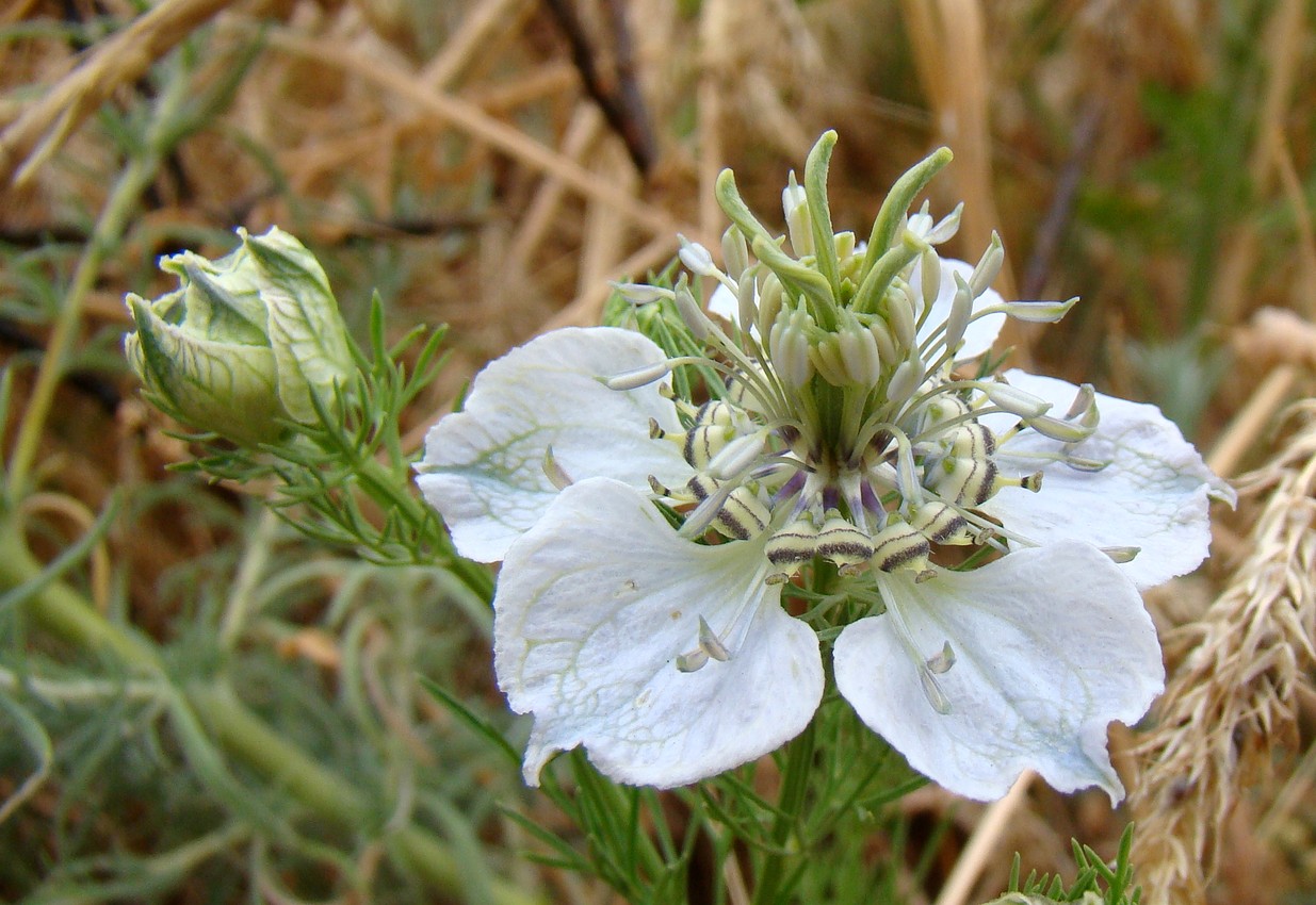 Image of Nigella arvensis specimen.