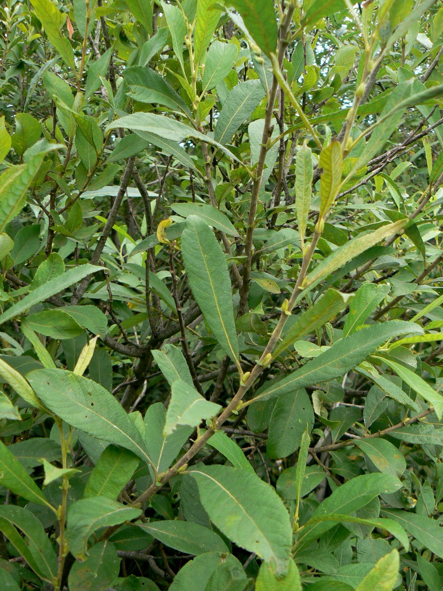 Image of Salix cinerea specimen.