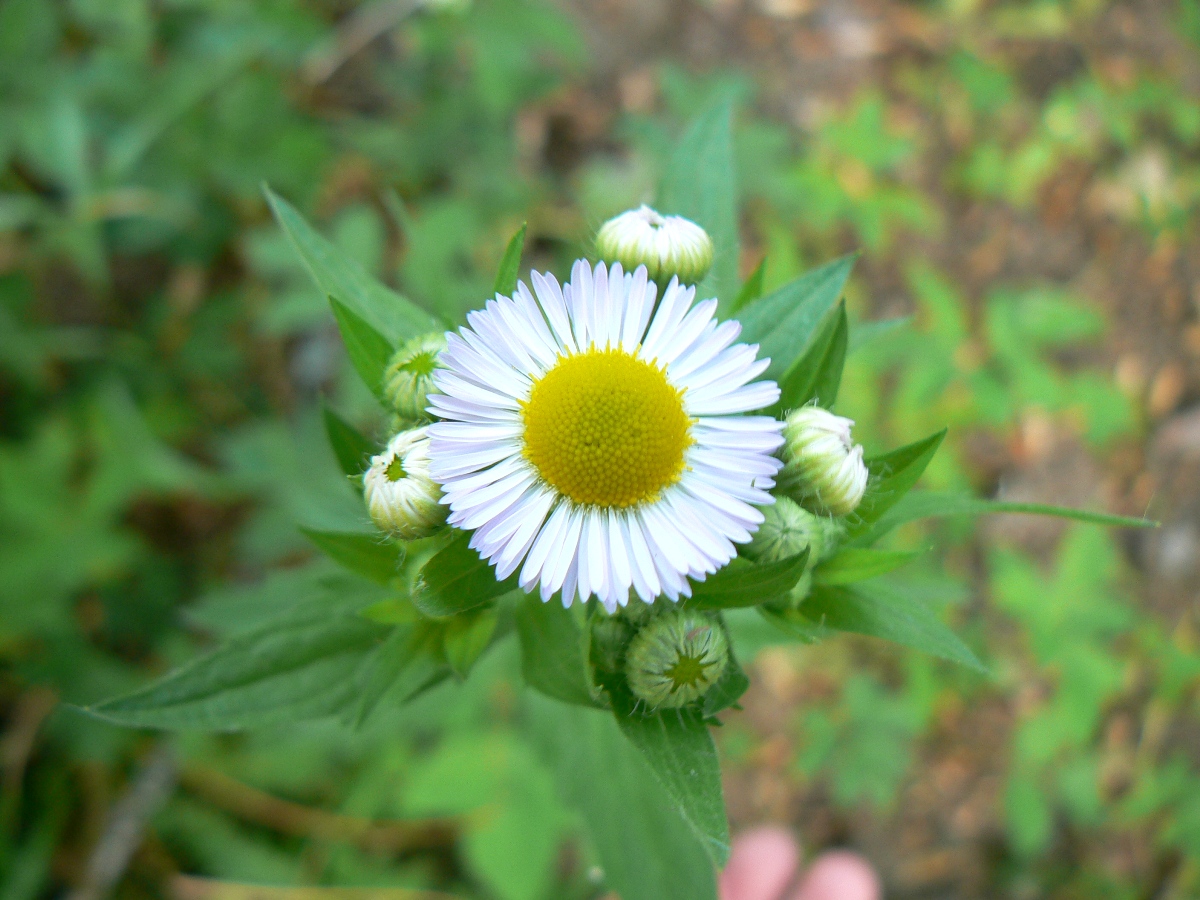 Изображение особи Erigeron annuus.