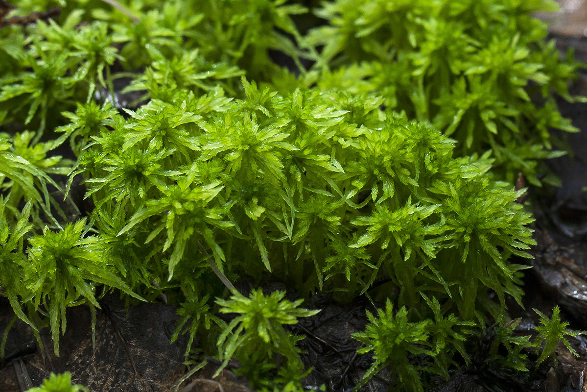 Image of genus Sphagnum specimen.