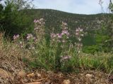 Thymus dzevanovskyi