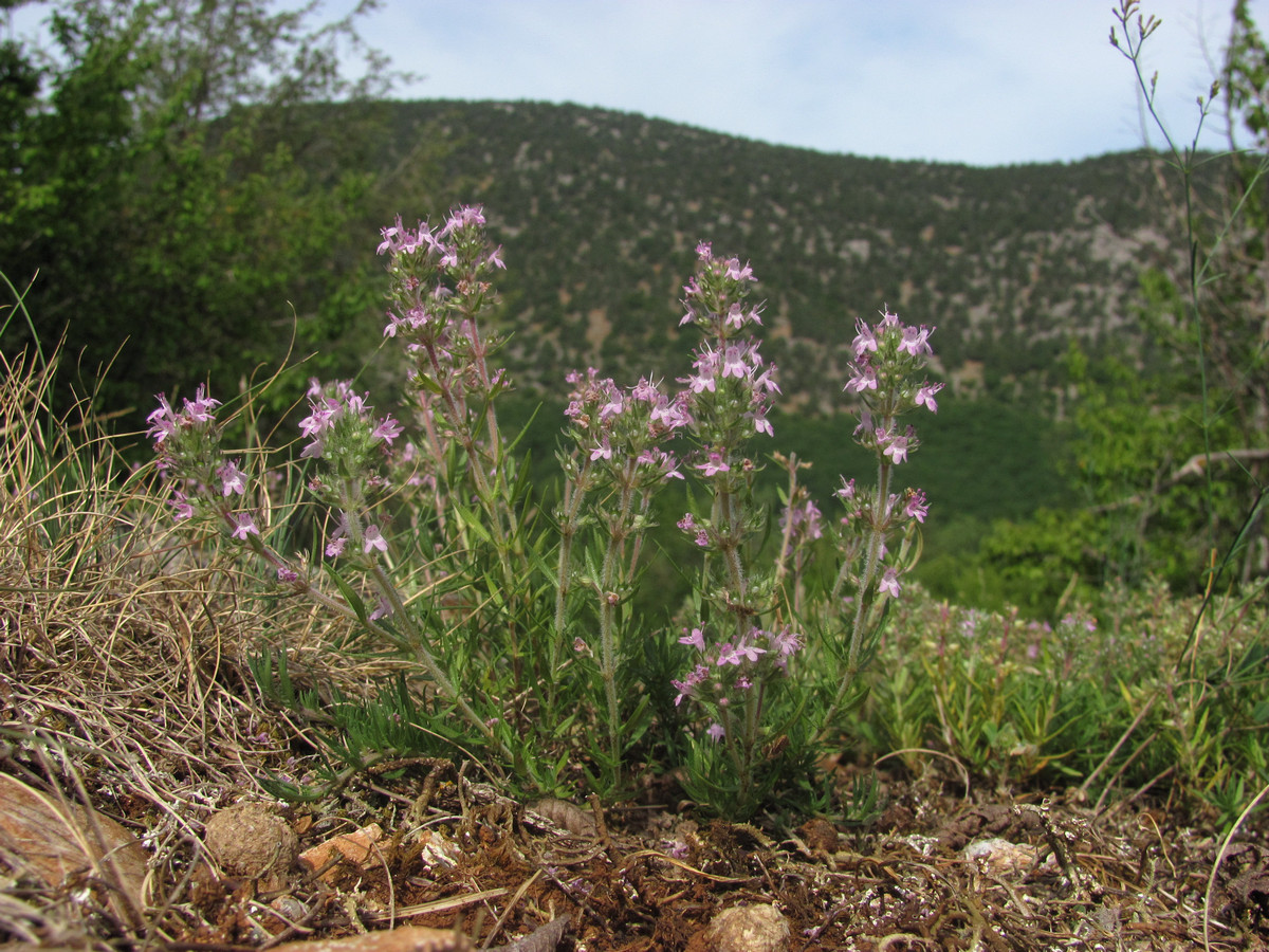 Изображение особи Thymus dzevanovskyi.