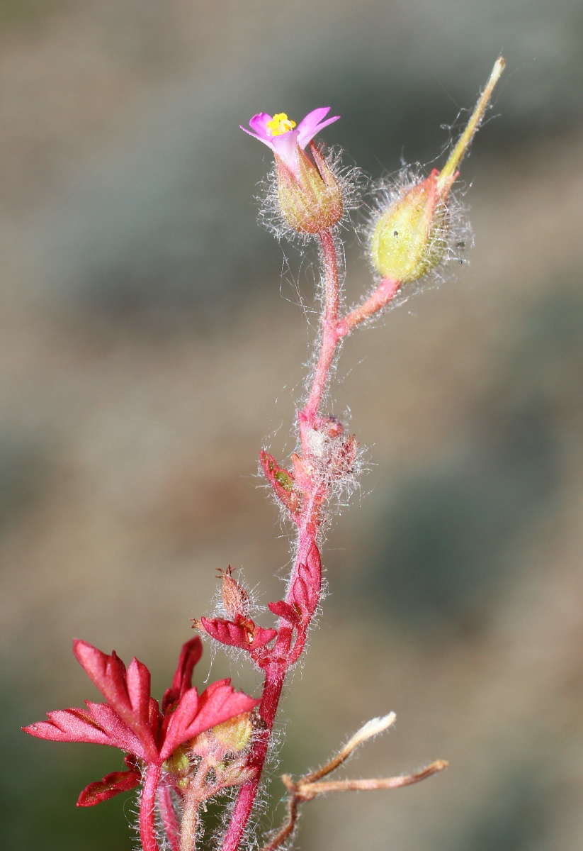 Image of Geranium purpureum specimen.