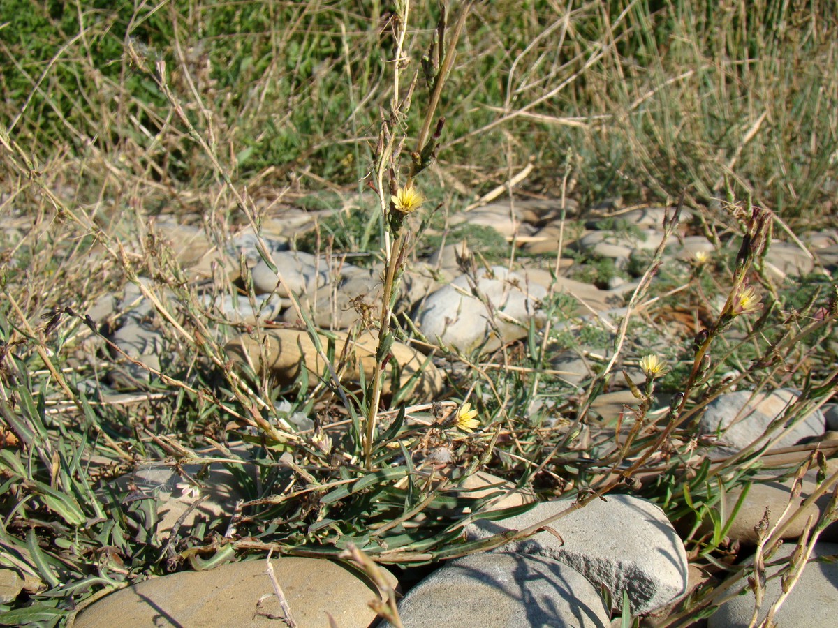 Image of Lactuca saligna specimen.