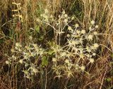 Eryngium campestre