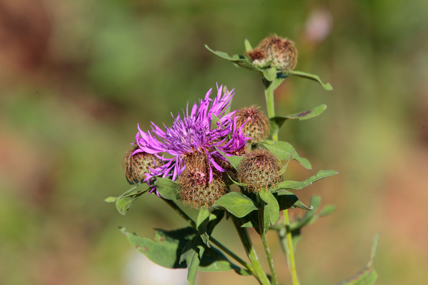 Изображение особи Centaurea pseudophrygia.