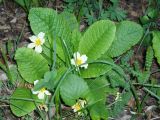 Primula vulgaris