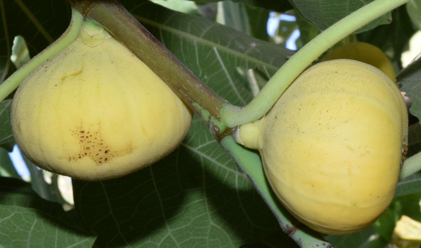 Image of Ficus carica specimen.