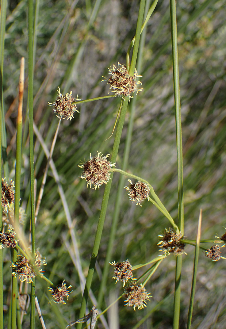 Изображение особи Scirpoides holoschoenus.