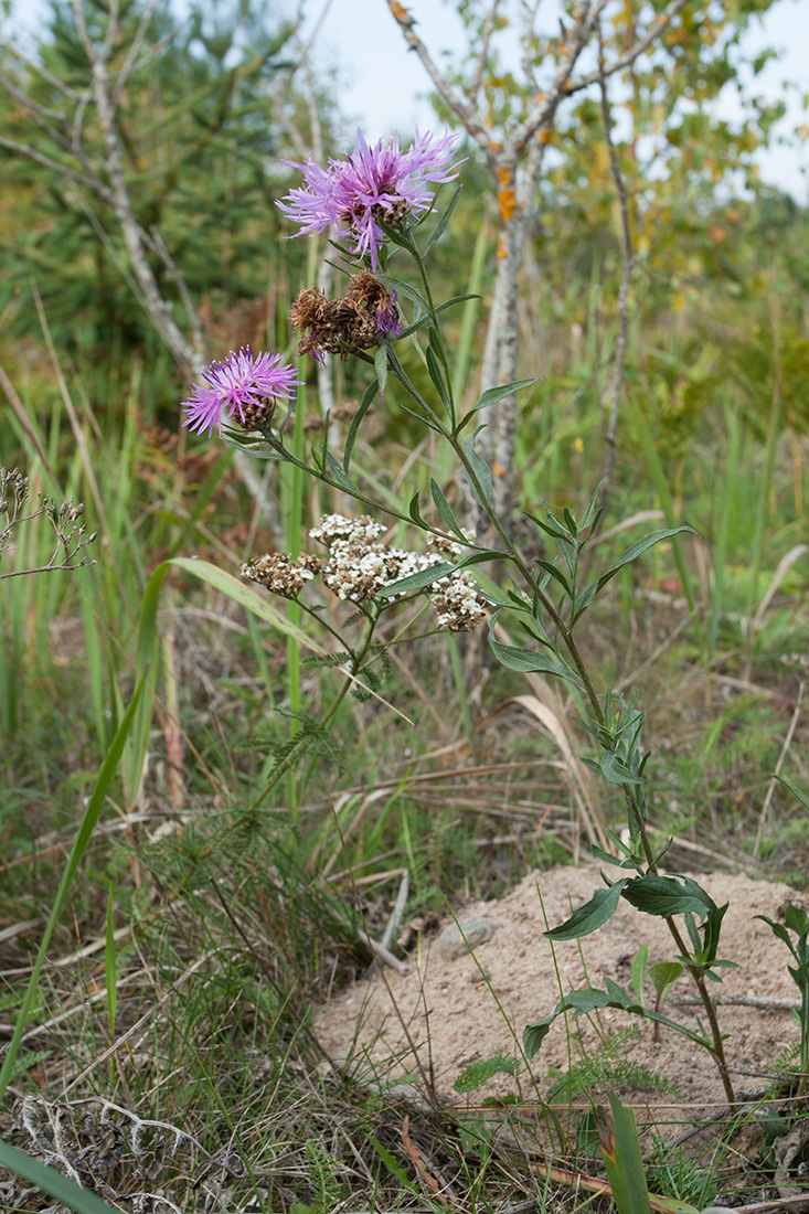 Image of Centaurea jacea specimen.