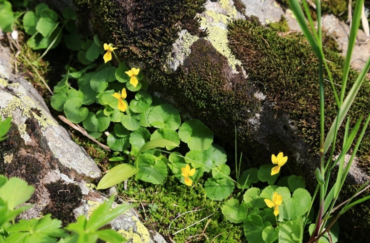 Image of Viola biflora specimen.