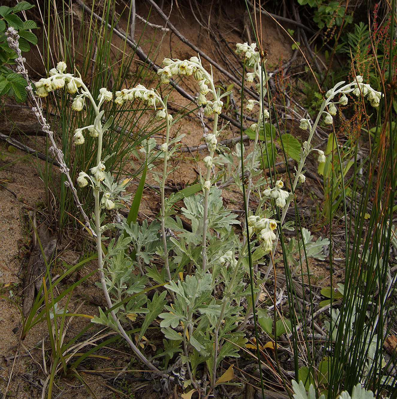 Изображение особи Artemisia stelleriana.