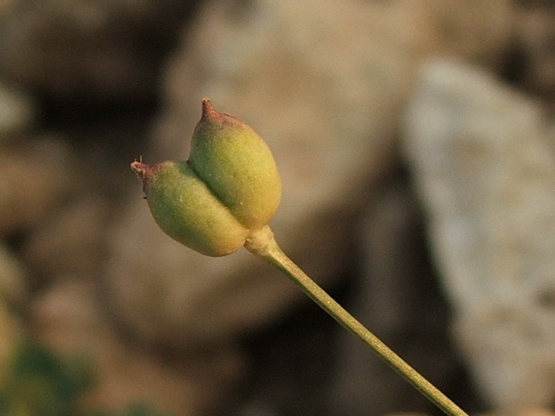 Image of Garidella nigellastrum specimen.