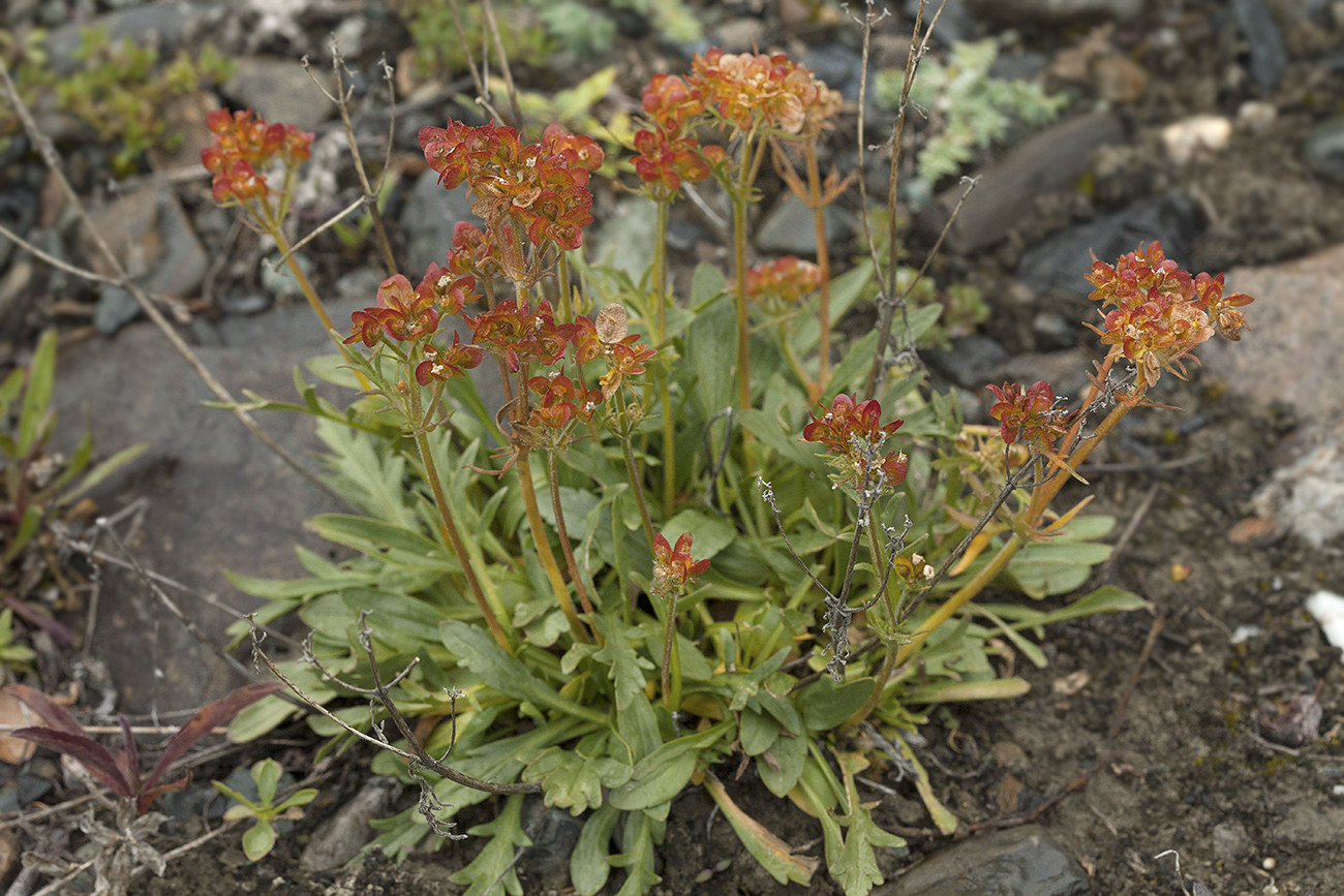 Image of Patrinia sibirica specimen.