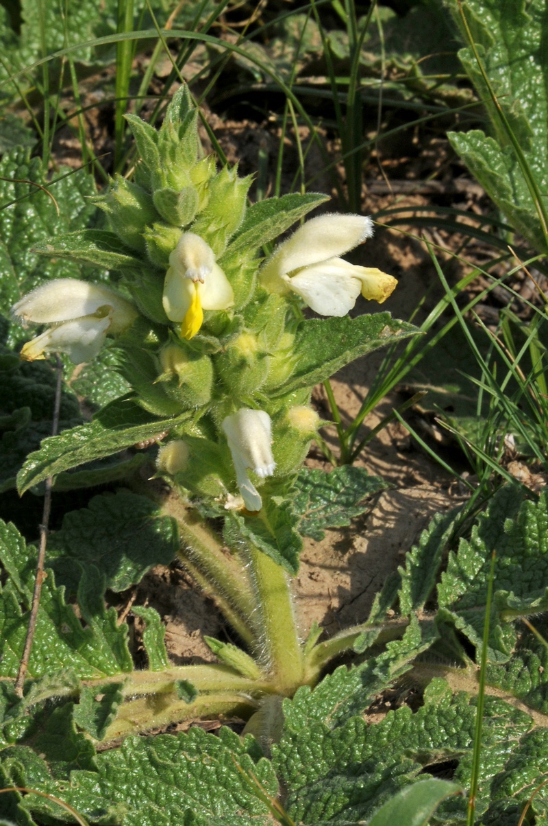 Image of Phlomoides labiosa specimen.