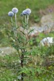 Echinops sphaerocephalus