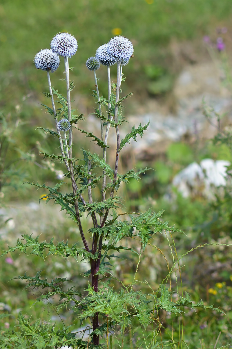 Изображение особи Echinops sphaerocephalus.