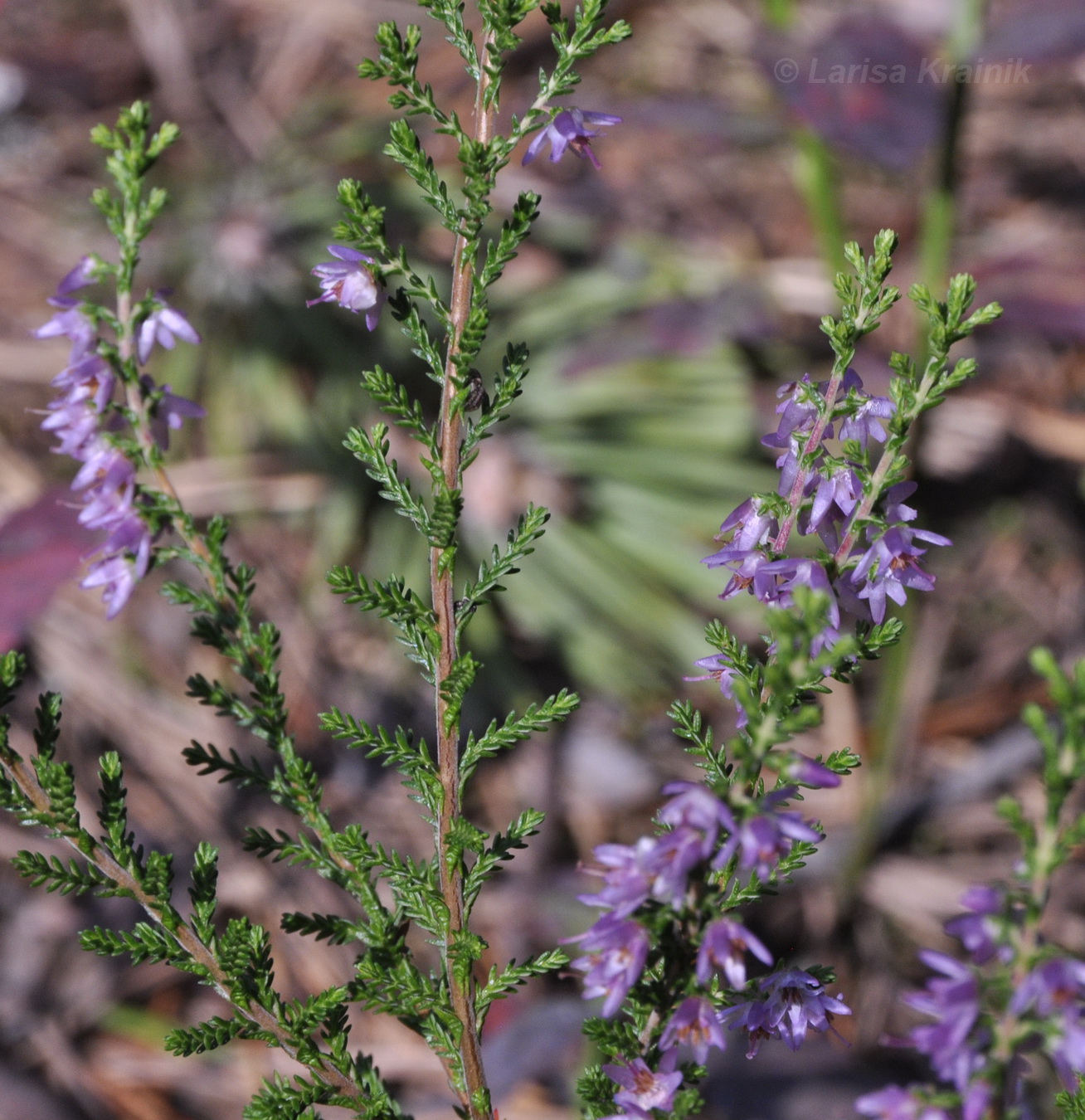 Image of Calluna vulgaris specimen.