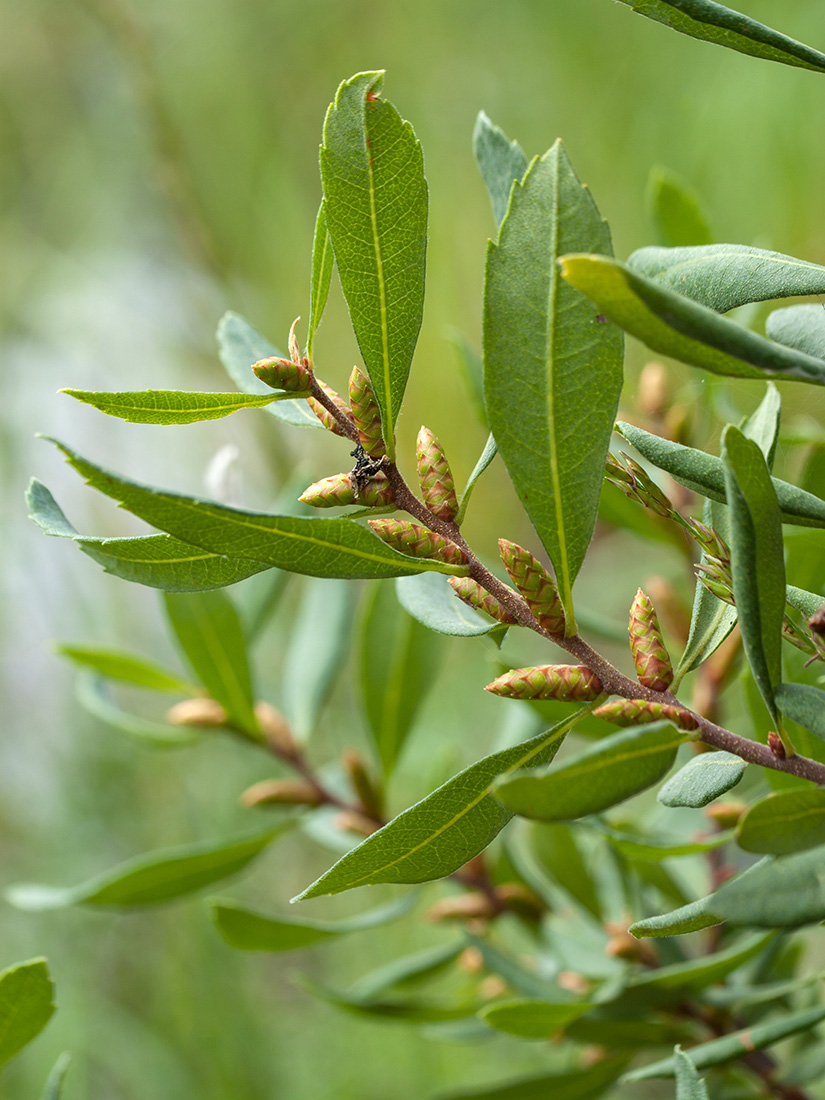 Image of Myrica gale specimen.