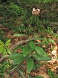 Lilium martagon