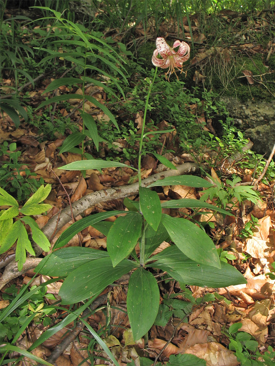 Image of Lilium martagon specimen.