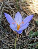 Crocus speciosus. Цветок. Крым, гора Ай-Илия, лесостепь. 26.09.2018.